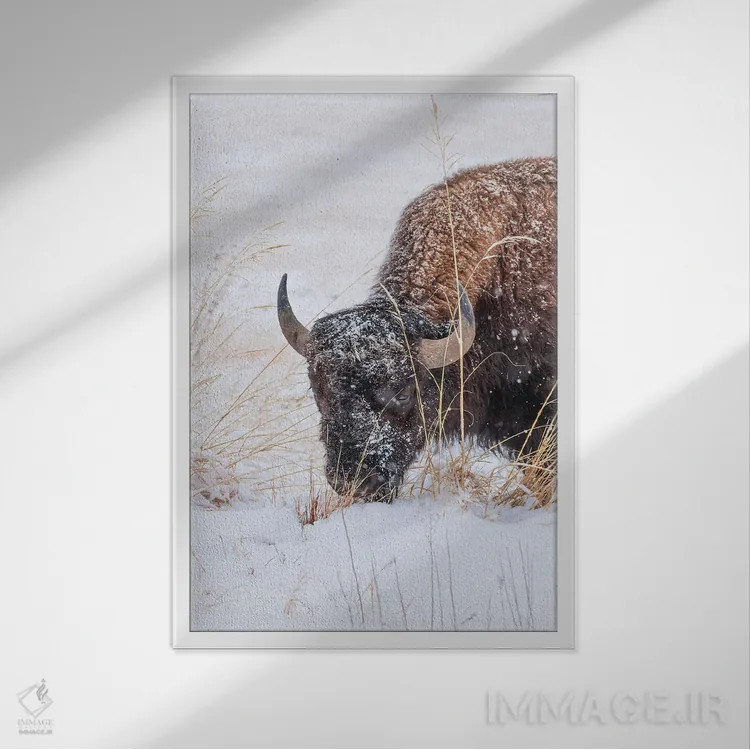 تابلو دکوراتیو صورت گاومیش یخ زده اثر کریستوفر توماس - نمای قابدار سفید