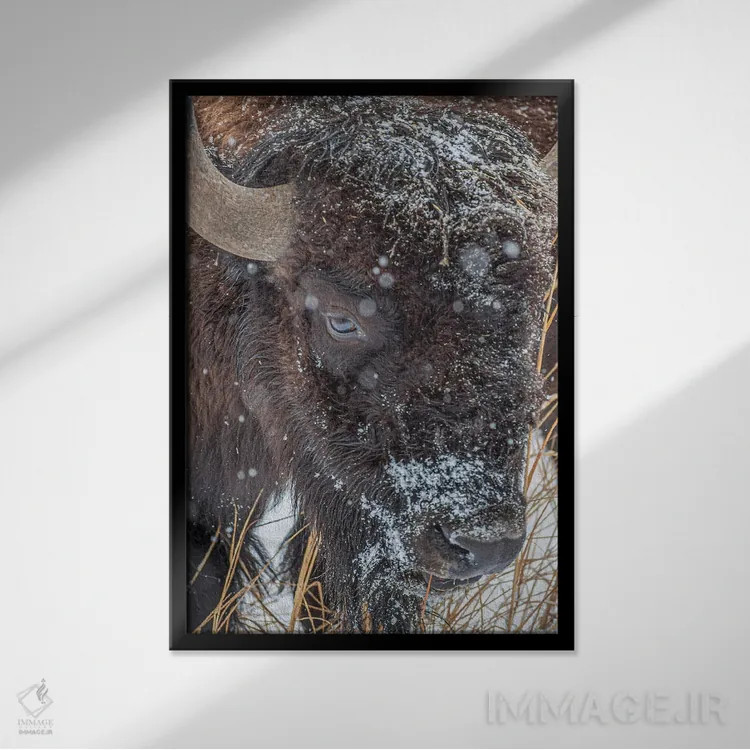 تابلو دکوراتیو جانور یخ زده اثر کریستوفر توماس - نمای قابدار مشکی