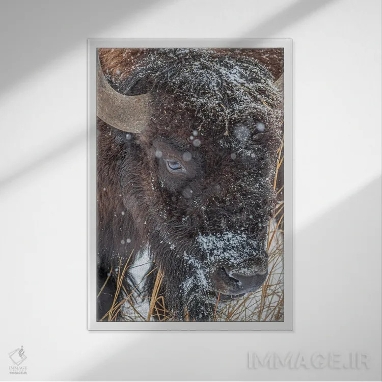 تابلو دکوراتیو جانور یخ زده اثر کریستوفر توماس - نمای قابدار سفید