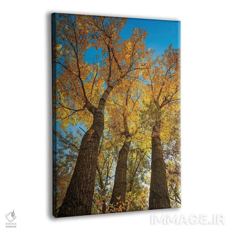 تابلو دکوراتیو سپیدار باریک برگ درخشان اثر کریستوفر توماس - نمای پرسپکتیو محصول