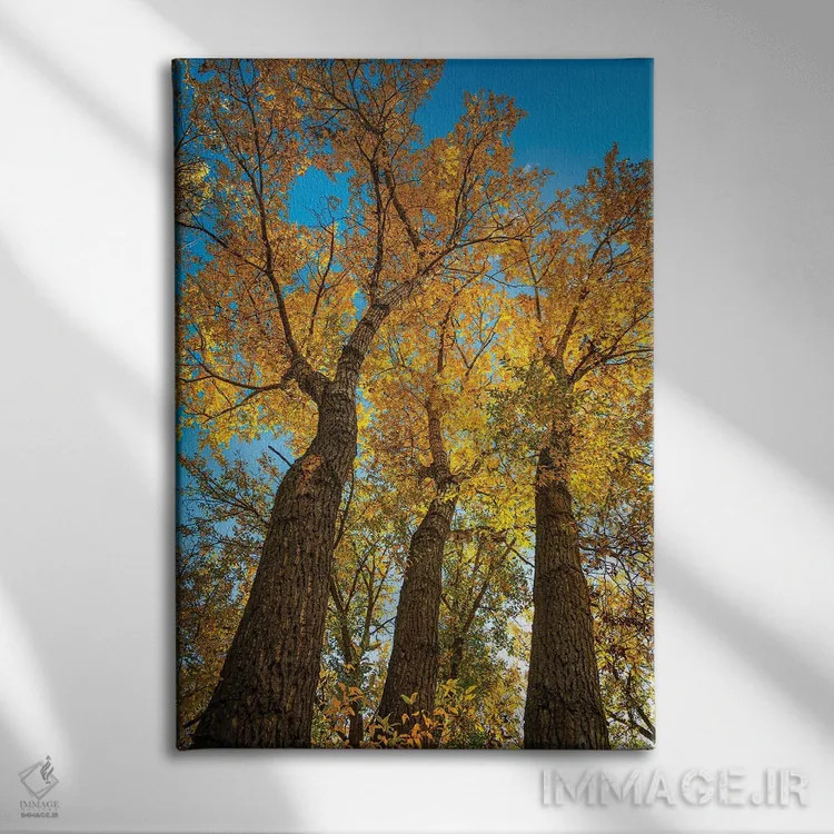 تابلو دکوراتیو سپیدار باریک برگ درخشان اثر کریستوفر توماس - نمای روبهرو روی دیوار