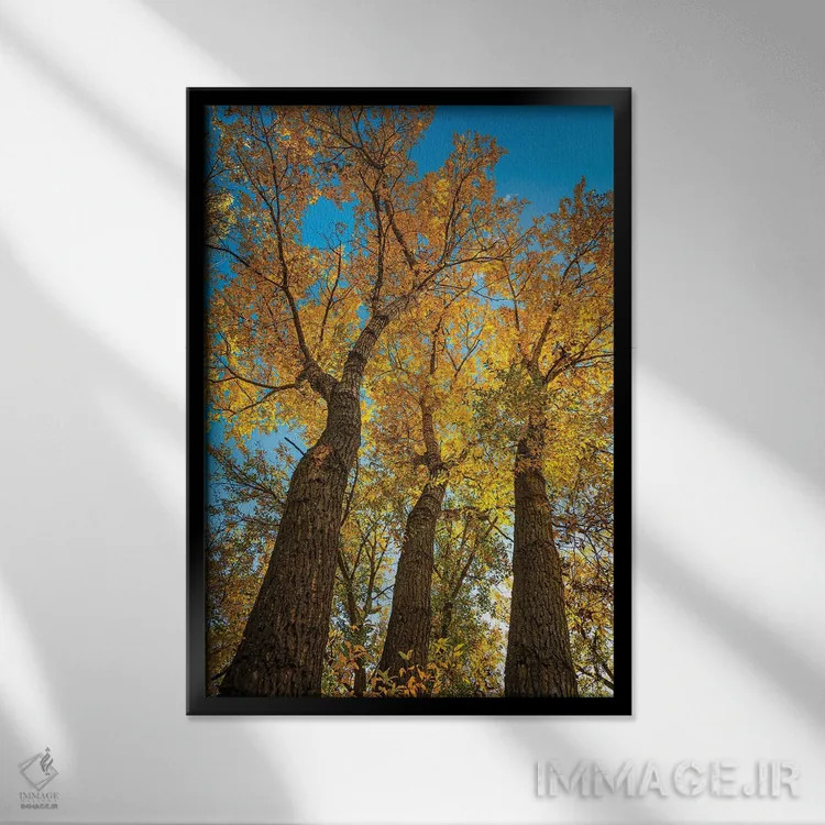 تابلو دکوراتیو سپیدار باریک برگ درخشان اثر کریستوفر توماس - نمای قابدار مشکی