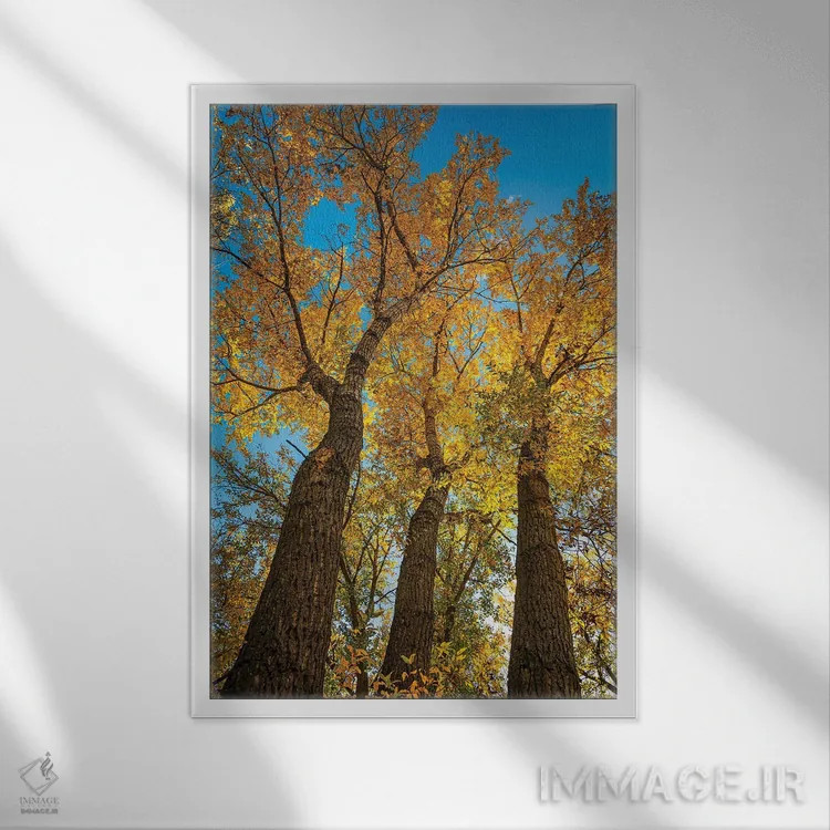 تابلو دکوراتیو سپیدار باریک برگ درخشان اثر کریستوفر توماس - نمای قابدار سفید