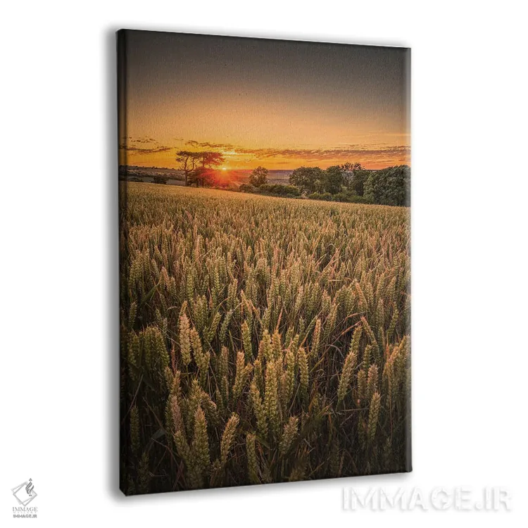 تابلو دکوراتیو غروب در مزرعه گندم اثر چاد پاول - نمای پرسپکتیو محصول