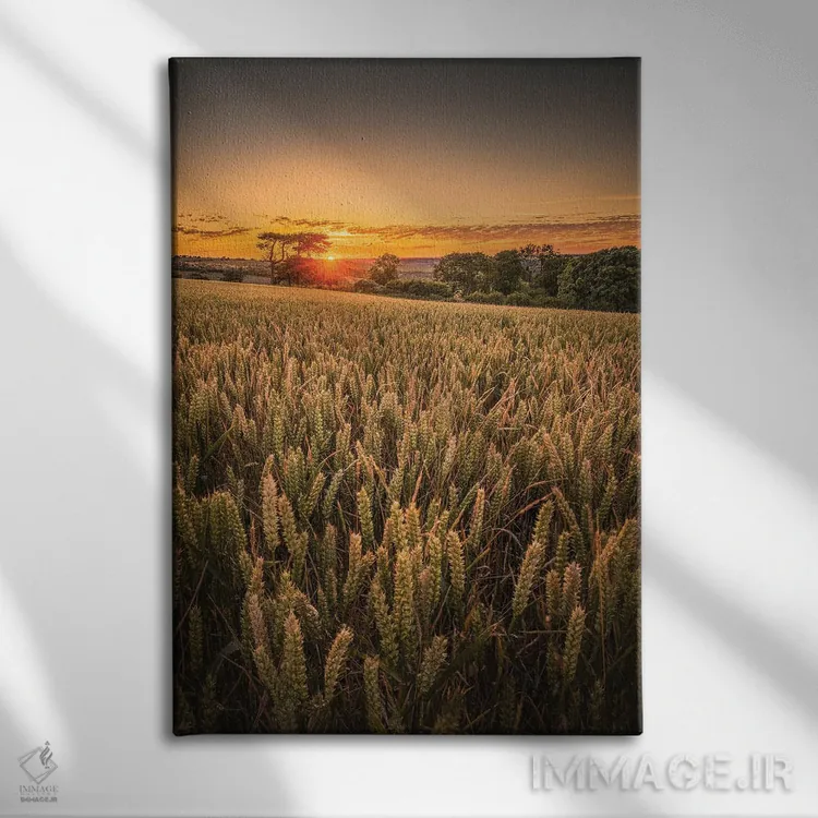 تابلو دکوراتیو غروب در مزرعه گندم اثر چاد پاول - نمای روبهرو روی دیوار