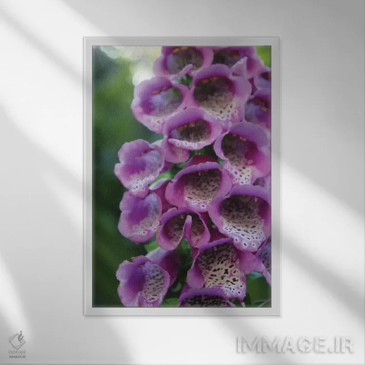 تابلو دکوراتیو گل آویز بنفش اثر آنا کوپل - نمای قابدار سفید