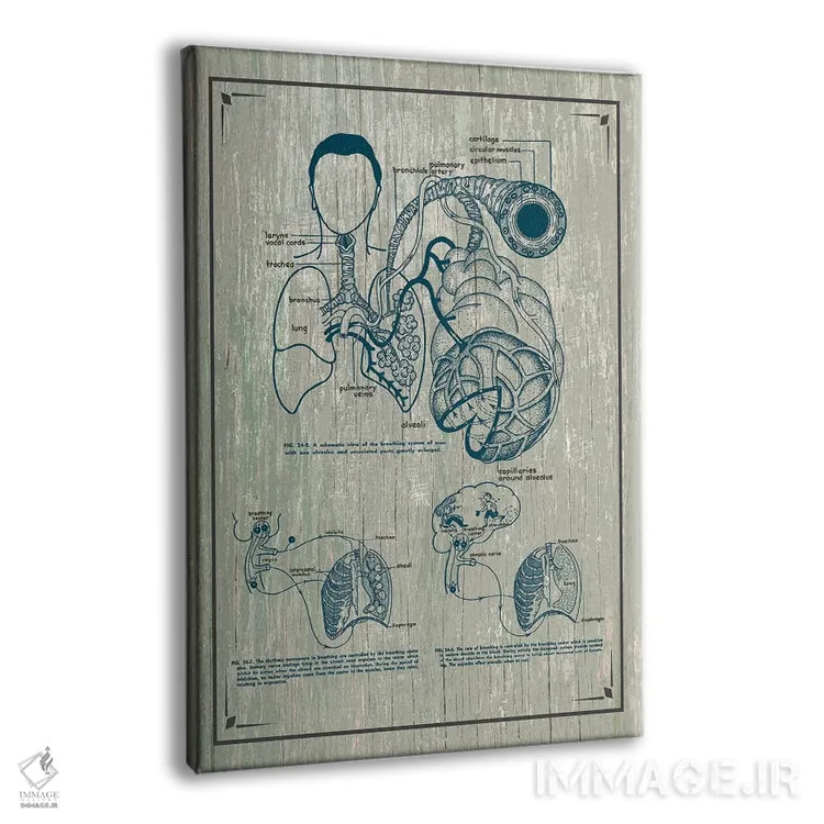 تابلو دکوراتیو آناتومی ریه ها اثر چارت اسمارت دکور - نمای پرسپکتیو محصول