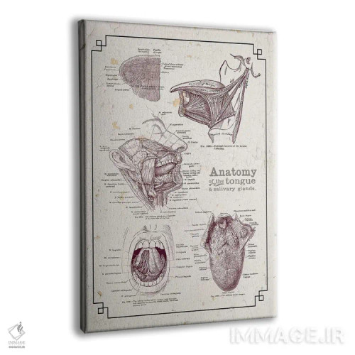 تابلو دکوراتیو آناتومی دهان و زبان اثر چارت اسمارت دکور - نمای پرسپکتیو محصول