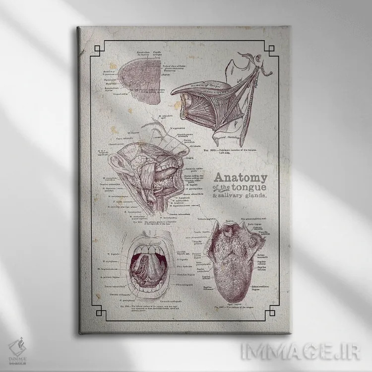 تابلو دکوراتیو آناتومی دهان و زبان اثر چارت اسمارت دکور - نمای روبهرو روی دیوار