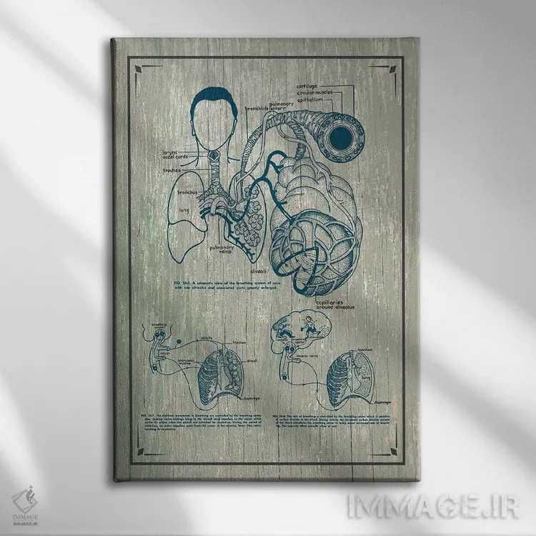 تابلو دکوراتیو آناتومی ریه ها اثر چارت اسمارت دکور - نمای روبهرو روی دیوار