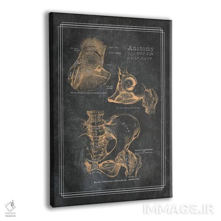 تابلو دکوراتیو آناتومی لگن و مفصل ران اثر چارت اسمارت دکور - نمای پرسپکتیو محصول