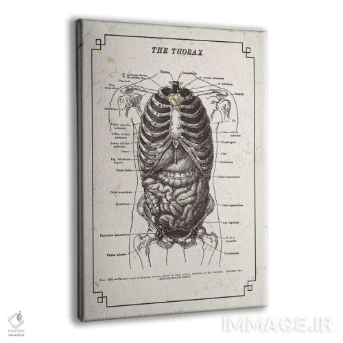 تابلو دکوراتیو آناتومی قفسه سینه اثر چارت اسمارت دکور - نمای پرسپکتیو محصول