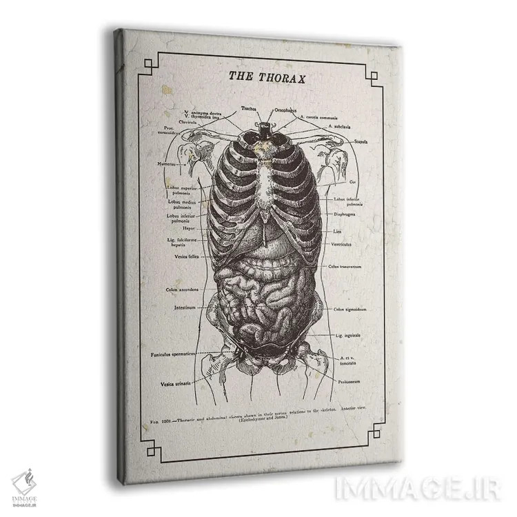 تابلو دکوراتیو آناتومی قفسه سینه اثر چارت اسمارت دکور - نمای پرسپکتیو محصول