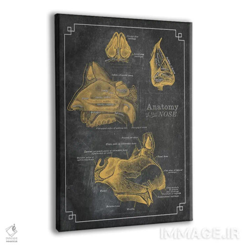 تابلو دکوراتیو آناتومی بینی اثر چارت اسمارت دکور - نمای پرسپکتیو محصول