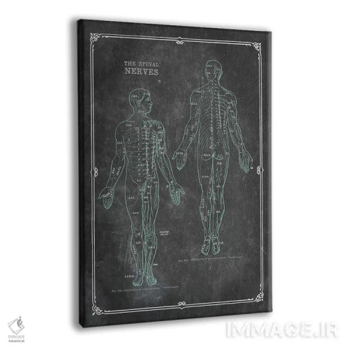 تابلو دکوراتیو آناتومی اعصاب نخاعی اثر چارت اسمارت دکور - نمای پرسپکتیو محصول