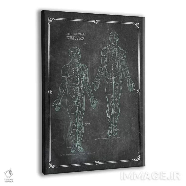 تابلو دکوراتیو آناتومی اعصاب نخاعی اثر چارت اسمارت دکور - نمای پرسپکتیو محصول