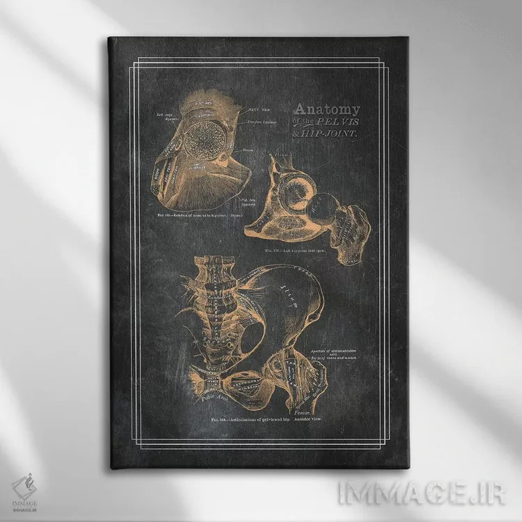تابلو دکوراتیو آناتومی لگن و مفصل ران اثر چارت اسمارت دکور - نمای روبهرو روی دیوار