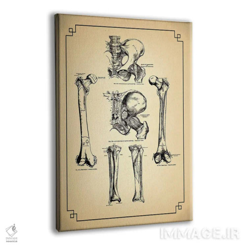 تابلو دکوراتیو استخوان های پا و اتصالات ران اثر چارت اسمارت دکور - نمای پرسپکتیو محصول