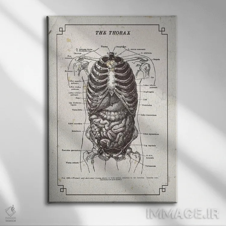 تابلو دکوراتیو آناتومی قفسه سینه اثر چارت اسمارت دکور - نمای روبهرو روی دیوار