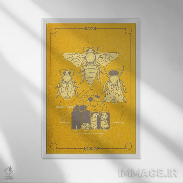 تابلو دکوراتیو آناتومی زنبور اثر چارت اسمارت دکور - نمای قابدار سفید
