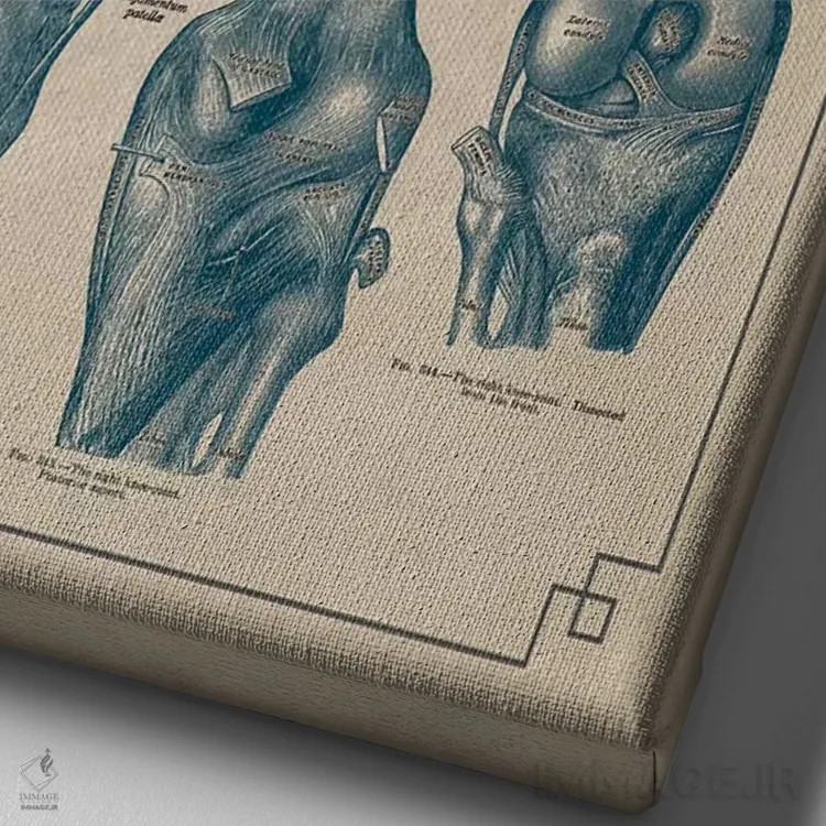 تابلو دکوراتیو آناتومی مفصل زانو اثر چارت اسمارت دکور - نمای نزدیک بافت بوم