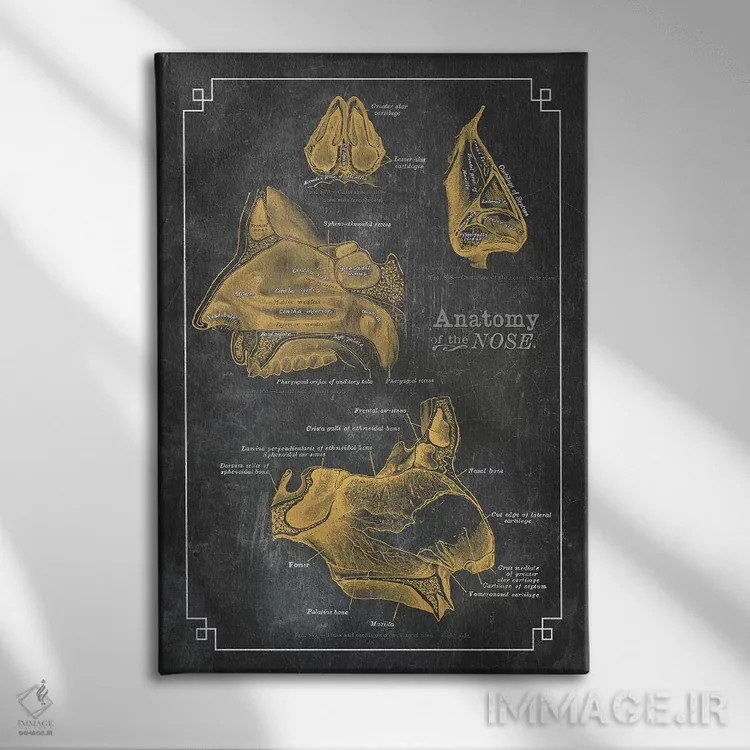 تابلو دکوراتیو آناتومی بینی اثر چارت اسمارت دکور - نمای روبهرو روی دیوار