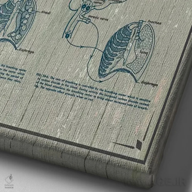 تابلو دکوراتیو آناتومی ریه ها اثر چارت اسمارت دکور - نمای نزدیک بافت بوم