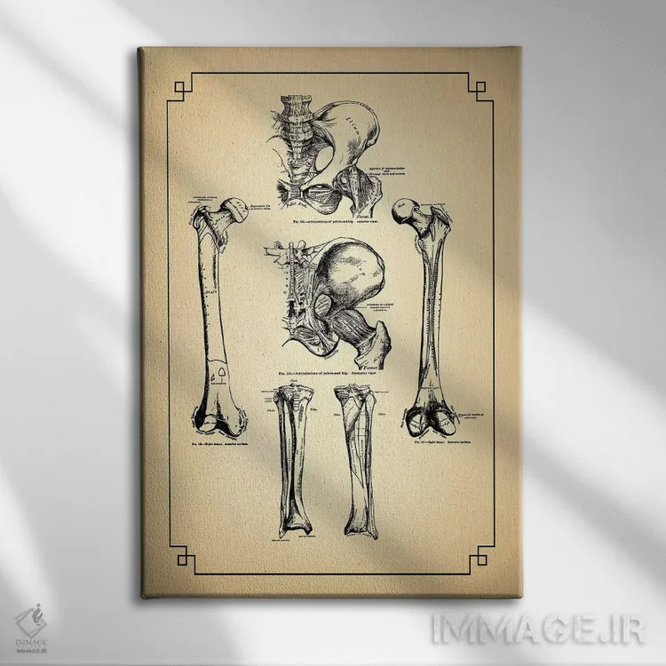 تابلو دکوراتیو استخوان های پا و اتصالات ران اثر چارت اسمارت دکور - نمای روبهرو روی دیوار