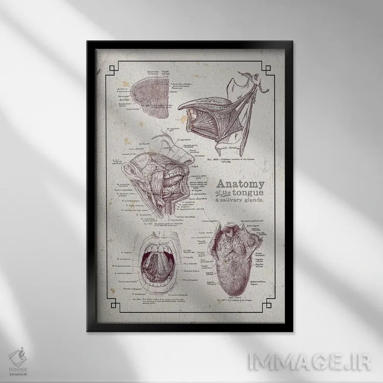 تابلو دکوراتیو آناتومی دهان و زبان اثر چارت اسمارت دکور - نمای قابدار مشکی