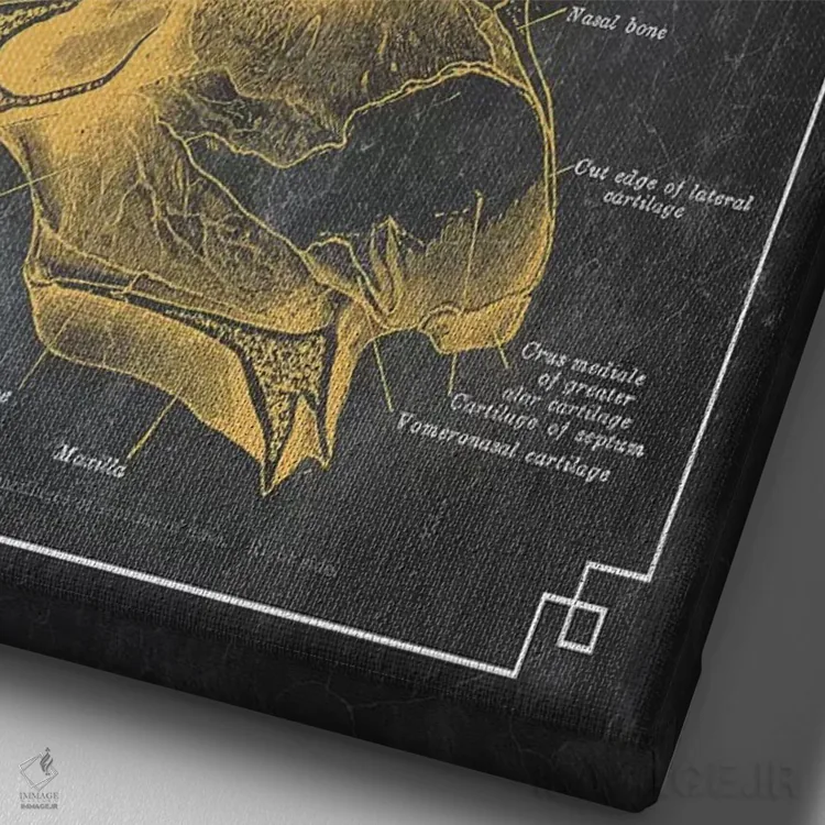 تابلو دکوراتیو آناتومی بینی اثر چارت اسمارت دکور - نمای نزدیک بافت بوم