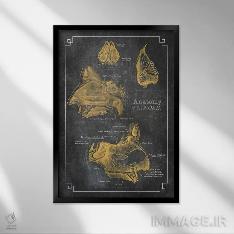 تابلو دکوراتیو آناتومی بینی اثر چارت اسمارت دکور - نمای قابدار مشکی