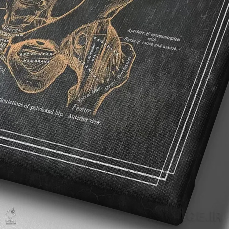 تابلو دکوراتیو آناتومی لگن و مفصل ران اثر چارت اسمارت دکور - نمای نزدیک بافت بوم