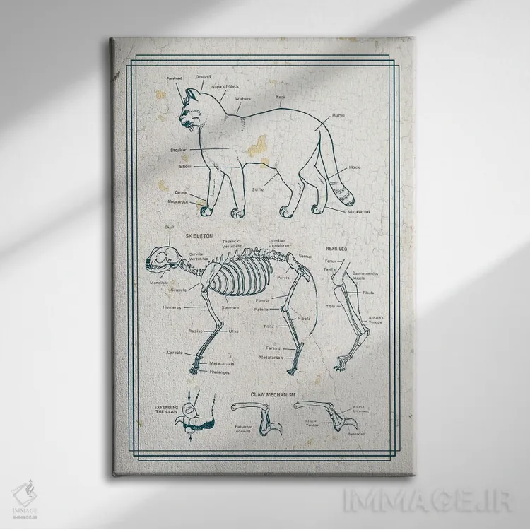 تابلو دکوراتیو آناتومی گربه اثر چارت اسمارت دکور - نمای روبهرو روی دیوار