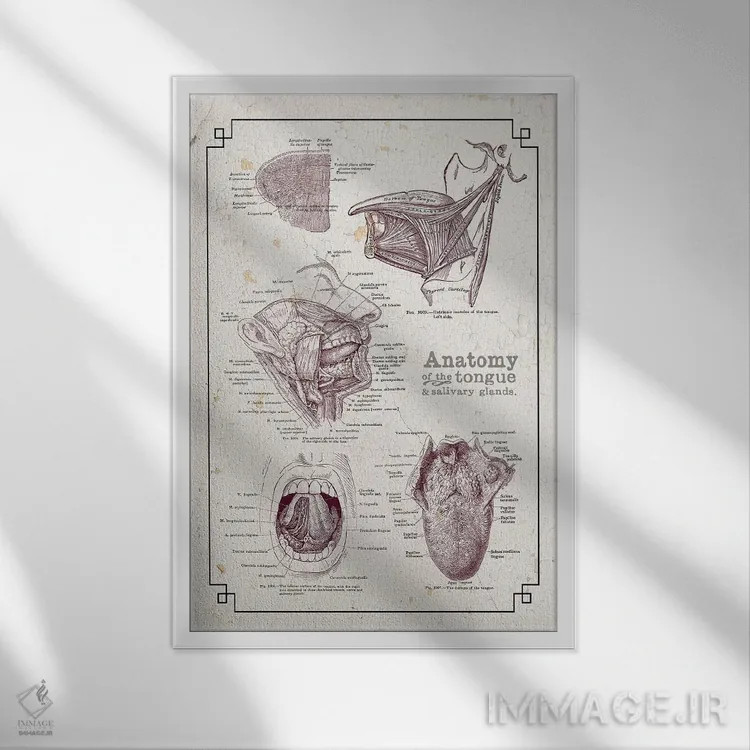 تابلو دکوراتیو آناتومی دهان و زبان اثر چارت اسمارت دکور - نمای قابدار سفید