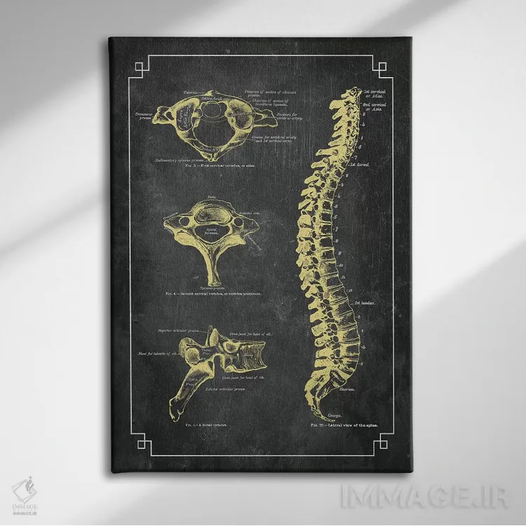 تابلو دکوراتیو استخوان های ستون فقرات اثر چارت اسمارت دکور - نمای روبهرو روی دیوار