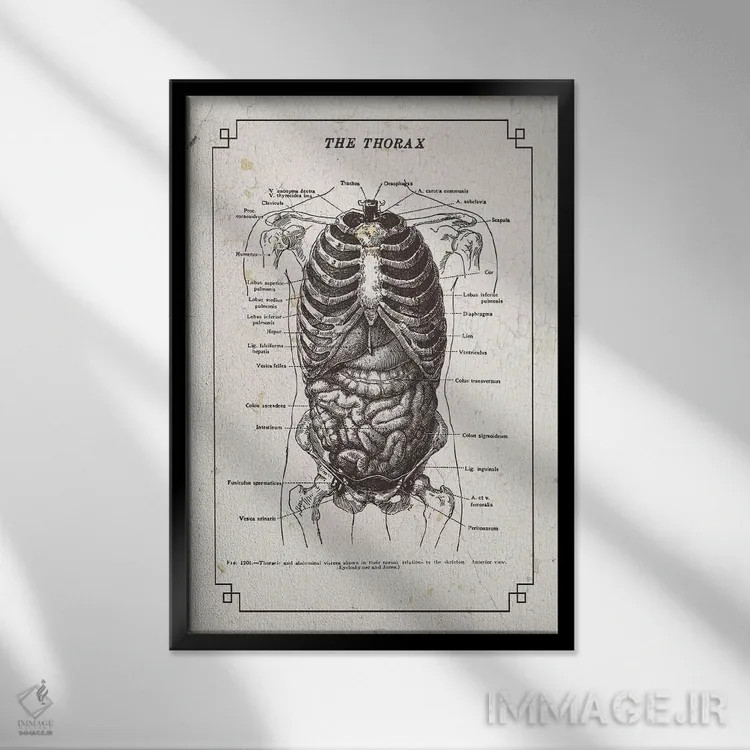 تابلو دکوراتیو آناتومی قفسه سینه اثر چارت اسمارت دکور - نمای قابدار مشکی