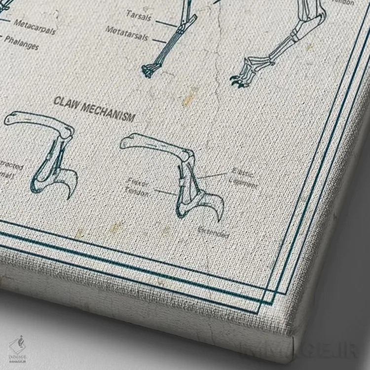 تابلو دکوراتیو آناتومی گربه اثر چارت اسمارت دکور - نمای نزدیک بافت بوم