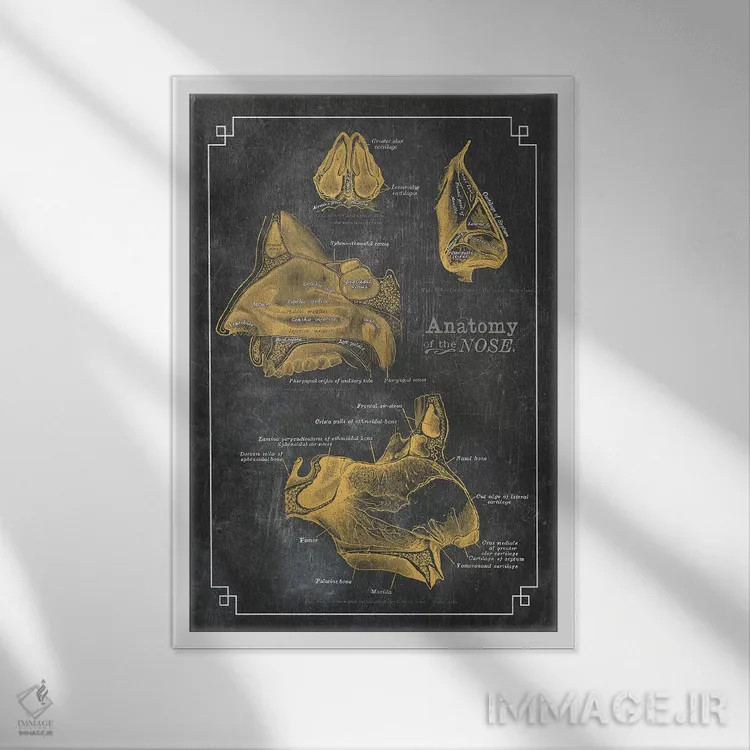 تابلو دکوراتیو آناتومی بینی اثر چارت اسمارت دکور - نمای قابدار سفید
