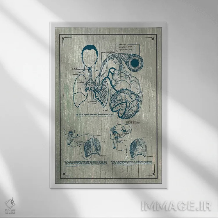 تابلو دکوراتیو آناتومی ریه ها اثر چارت اسمارت دکور - نمای قابدار سفید