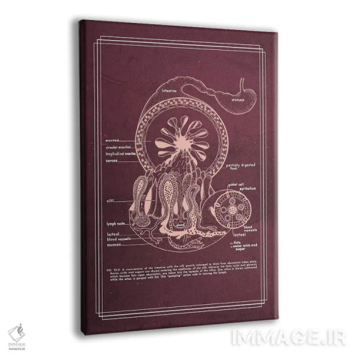 تابلو دکوراتیو آناتومی دستگاه گوارش: روده باریک اثر چارت اسمارت دکور - نمای پرسپکتیو محصول
