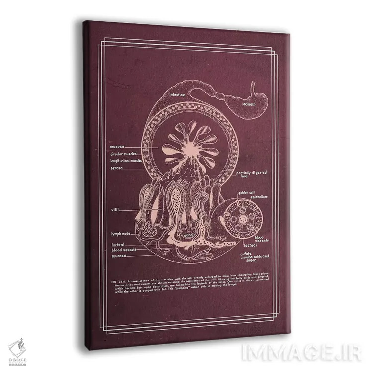 تابلو دکوراتیو آناتومی دستگاه گوارش: روده باریک اثر چارت اسمارت دکور - نمای پرسپکتیو محصول