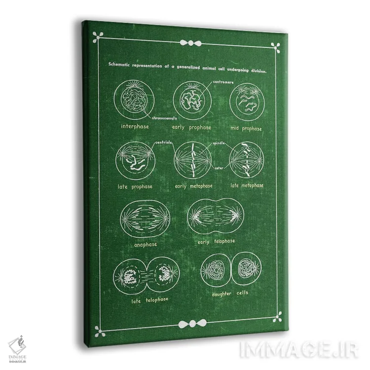 تابلو دکوراتیو تقسیم سلولی میتوز اثر چارت اسمارت دکور - نمای پرسپکتیو محصول