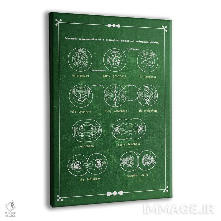 تابلو دکوراتیو تقسیم سلولی میتوز اثر چارت اسمارت دکور - نمای پرسپکتیو محصول