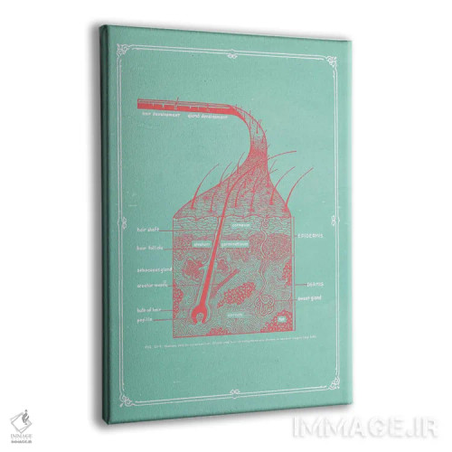 تابلو دکوراتیو لایه های پوست اثر چارت اسمارت دکور - نمای پرسپکتیو محصول
