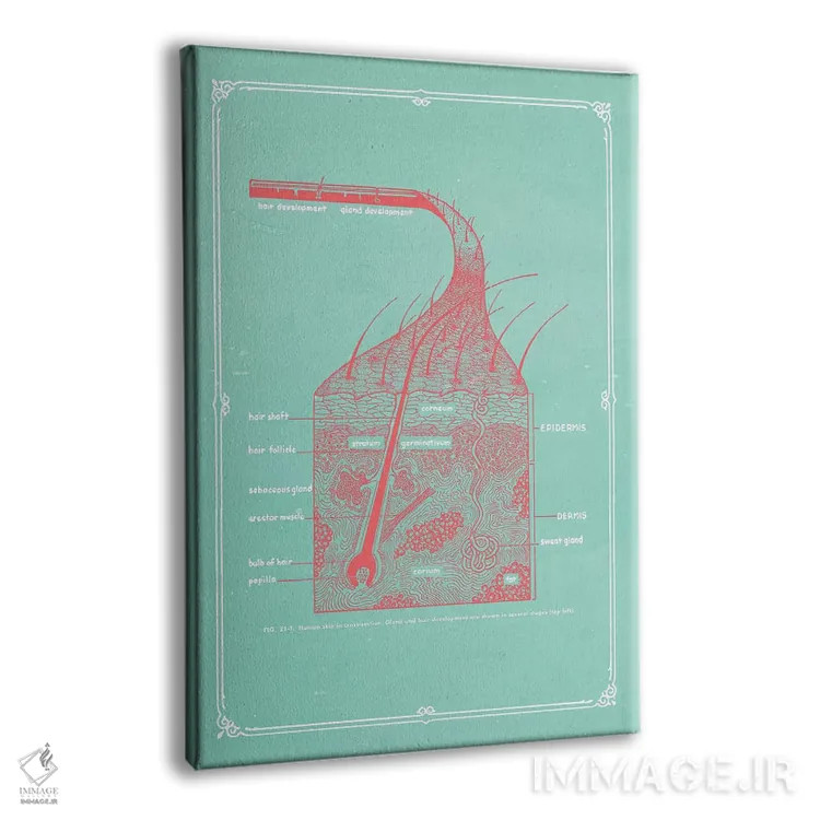 تابلو دکوراتیو لایه های پوست اثر چارت اسمارت دکور - نمای پرسپکتیو محصول