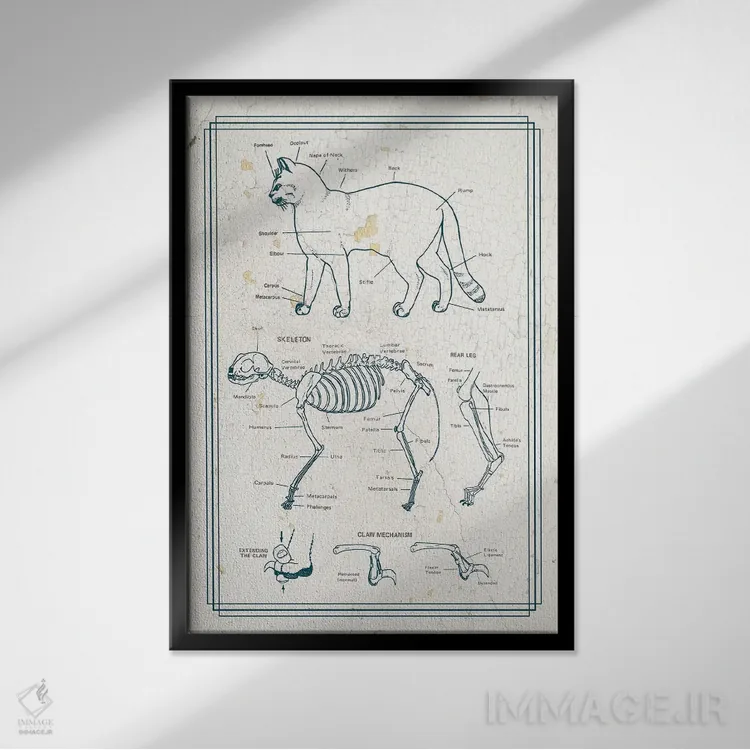تابلو دکوراتیو آناتومی گربه اثر چارت اسمارت دکور - نمای قابدار مشکی
