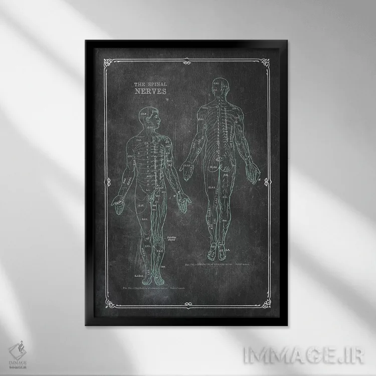 تابلو دکوراتیو آناتومی اعصاب نخاعی اثر چارت اسمارت دکور - نمای قابدار مشکی