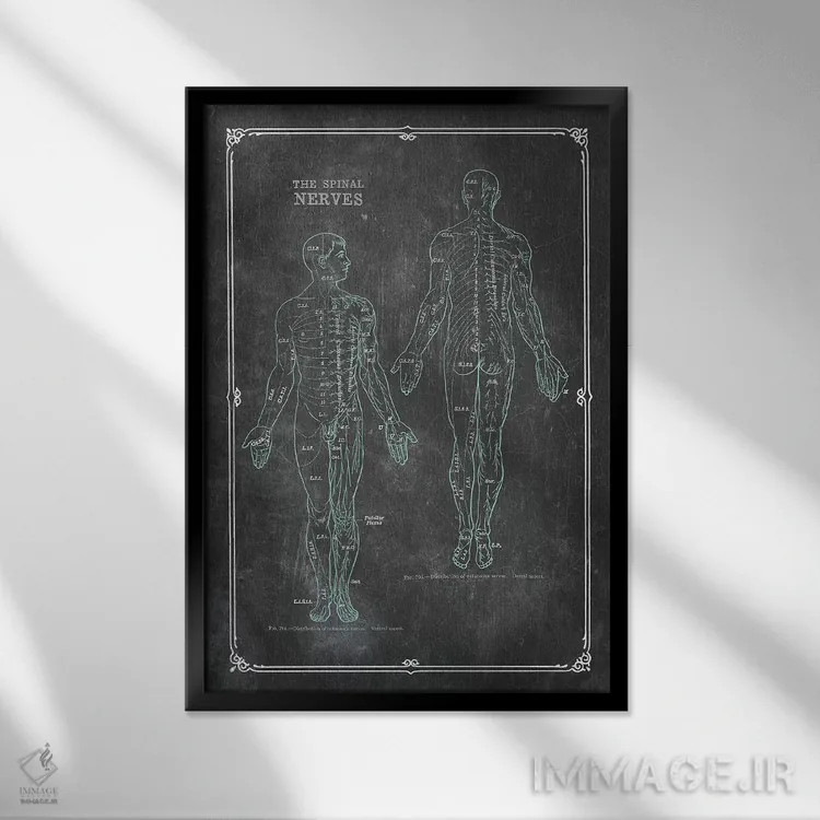 تابلو دکوراتیو آناتومی اعصاب نخاعی اثر چارت اسمارت دکور - نمای قابدار مشکی