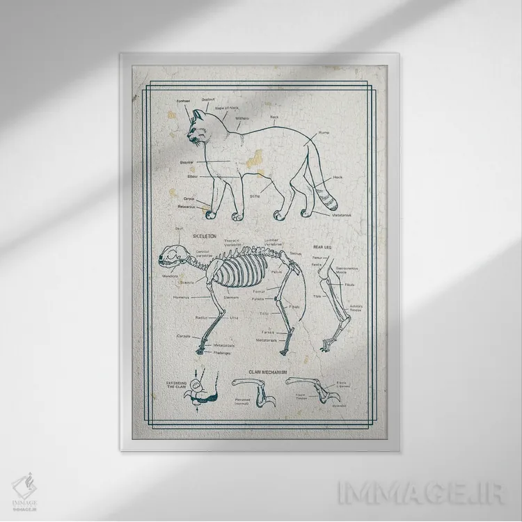 تابلو دکوراتیو آناتومی گربه اثر چارت اسمارت دکور - نمای قابدار سفید