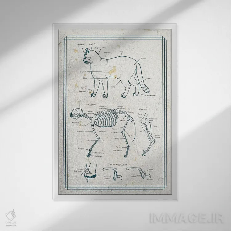 تابلو دکوراتیو آناتومی گربه اثر چارت اسمارت دکور - نمای قابدار سفید